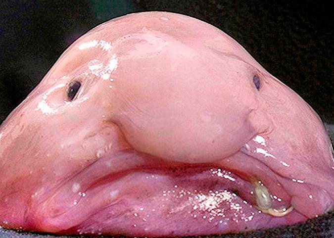 Cá Blob nhìn từ phía trước