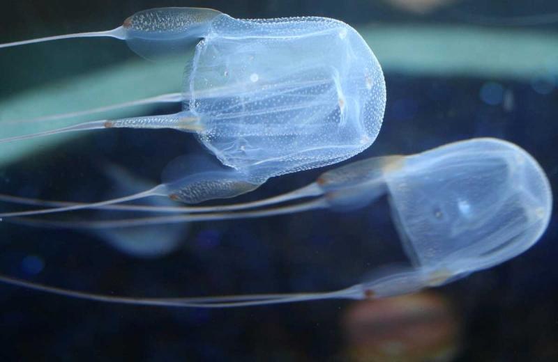 Loài cá độc nhất Box Jelly
