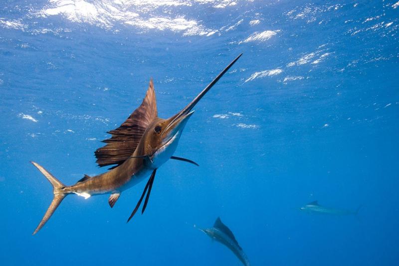 Cá buồm - Sailfish