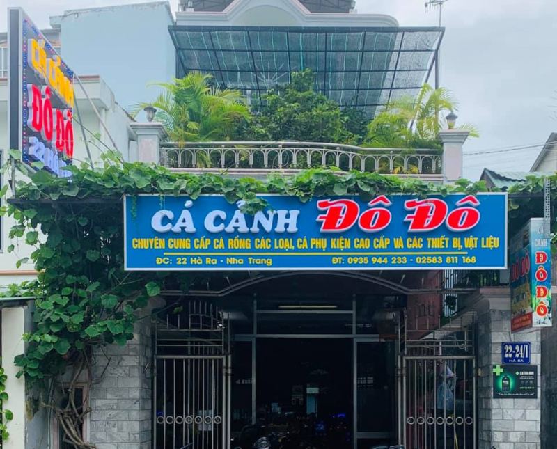 Cá Cảnh Đô Đô