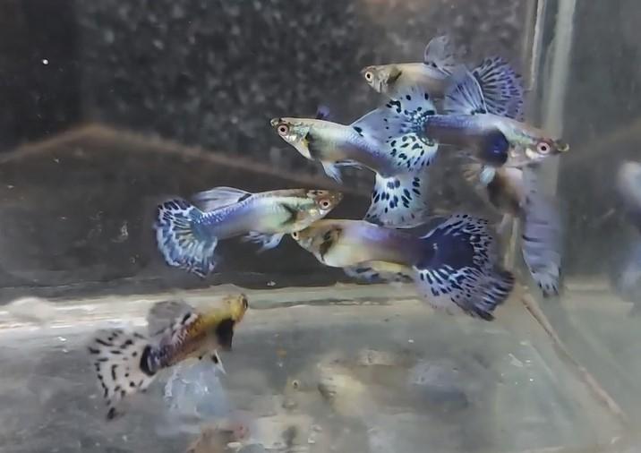 Cá cảnh Guppy- Betta - Xiêm
