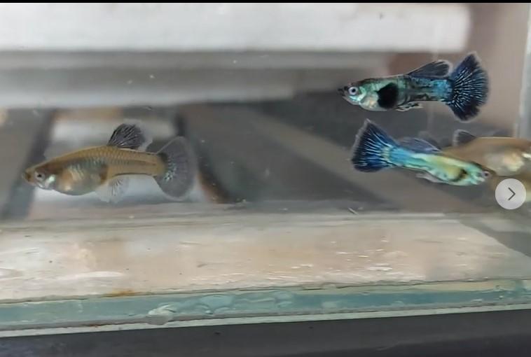 Cá cảnh Guppy- Betta - Xiêm