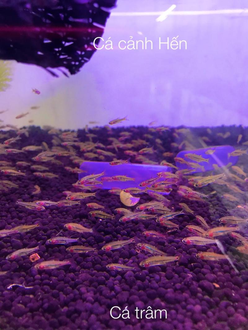 Cá Cảnh Hến