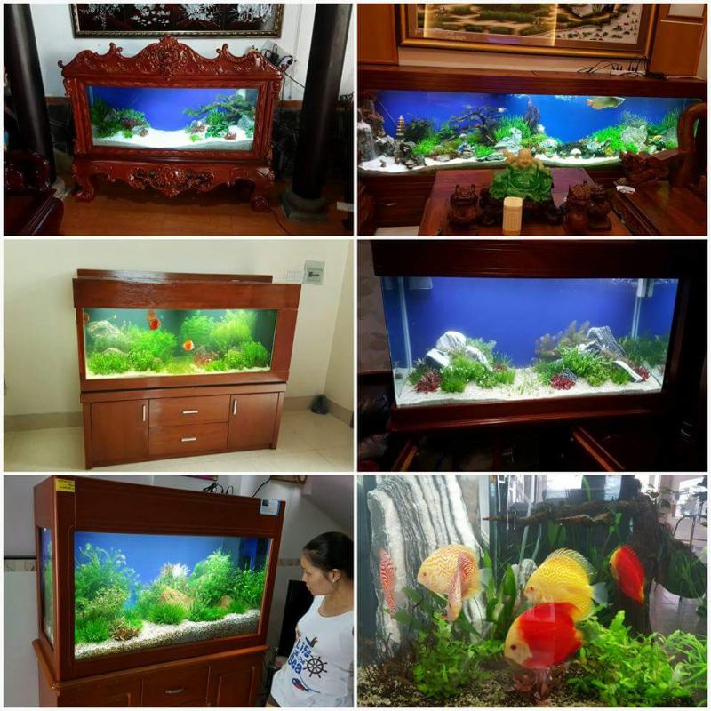 Cá cảnh Sài Gòn