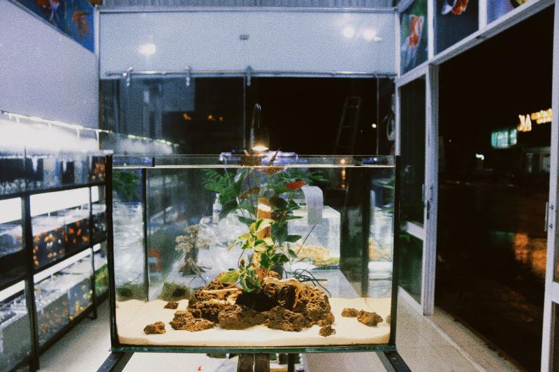 Cá Cảnh TH