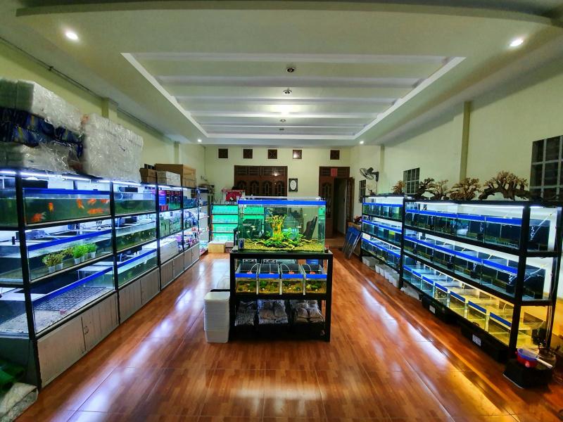 Cá cảnh Thạch Nguyễn
