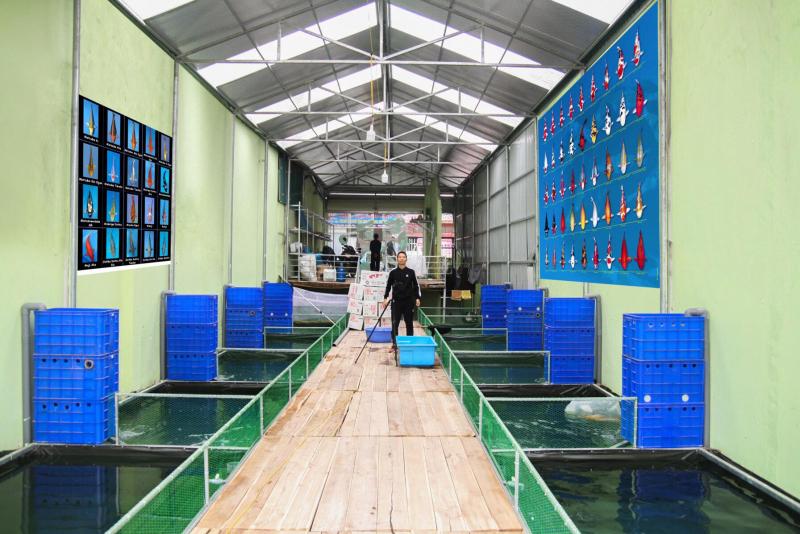 Cá Cảnh Thái Hòa