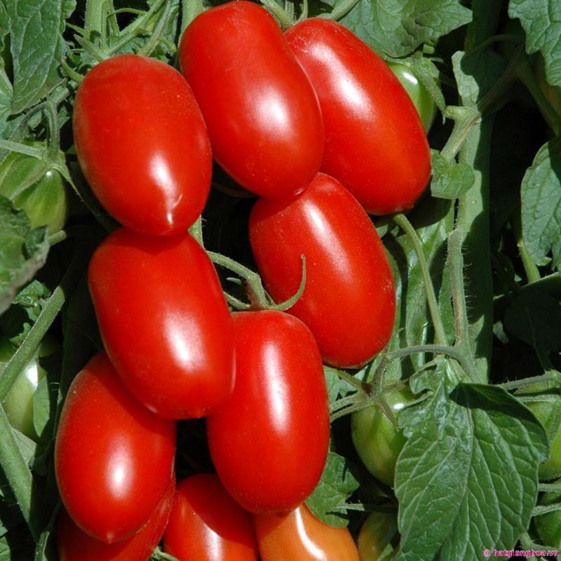 Cà chua