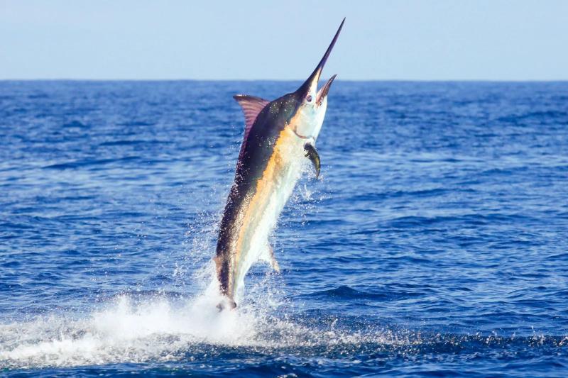 Cá cờ đen - Black Marlin
