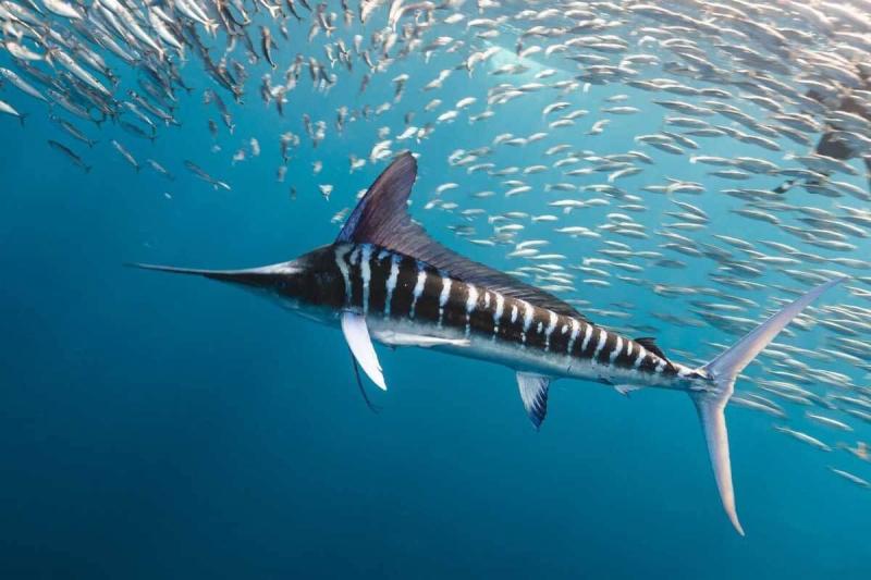 Cá cờ sọc - Striped Marlin