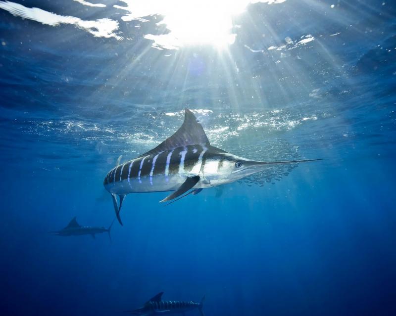 Cá cờ sọc - Striped Marlin