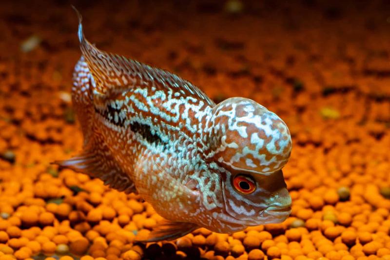 Cá Flowerhorn Cichlid