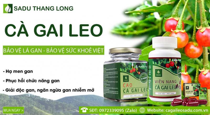 Cà gai leo Sadu - Công ty cổ phần nông nghiệp công nghệ cao Thăng Long