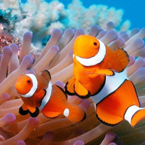 Cá hề có khả năng chuyển đổi giới tính