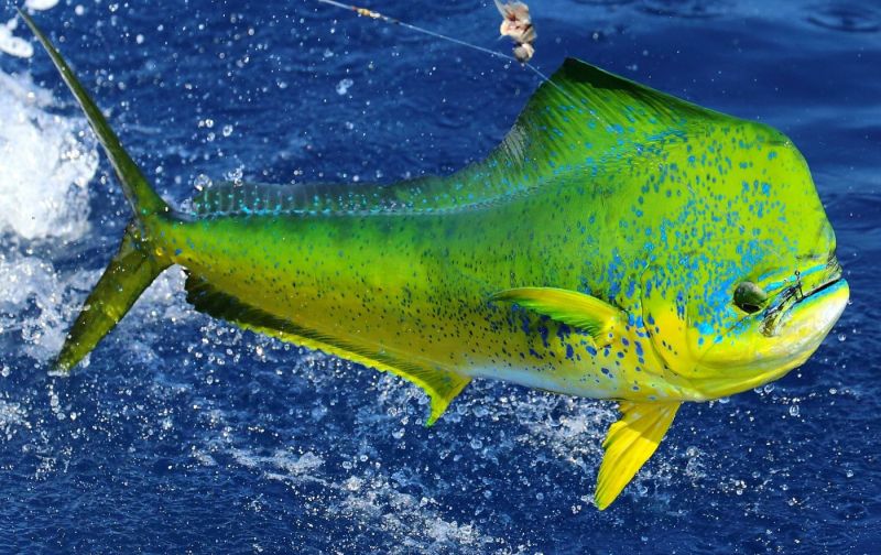 Cá Mahi Mahi