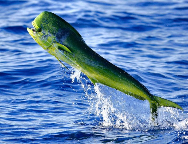 Cá Mahi Mahi