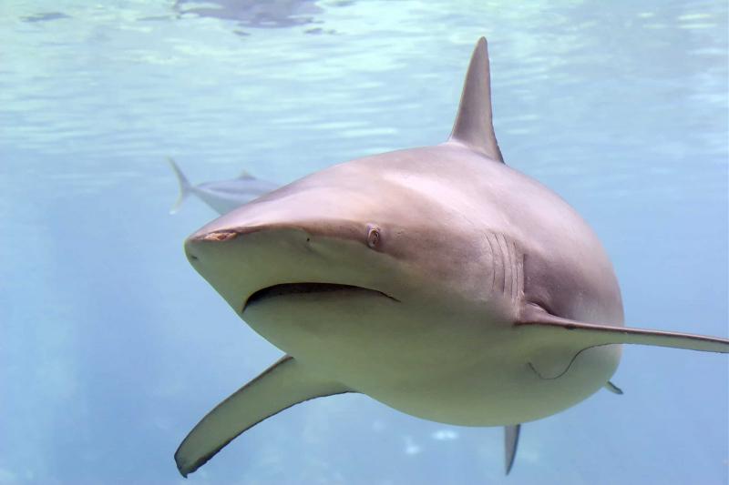 The Bronze Whaler Shark, cá mập đáng sợ đến từ biển xanh