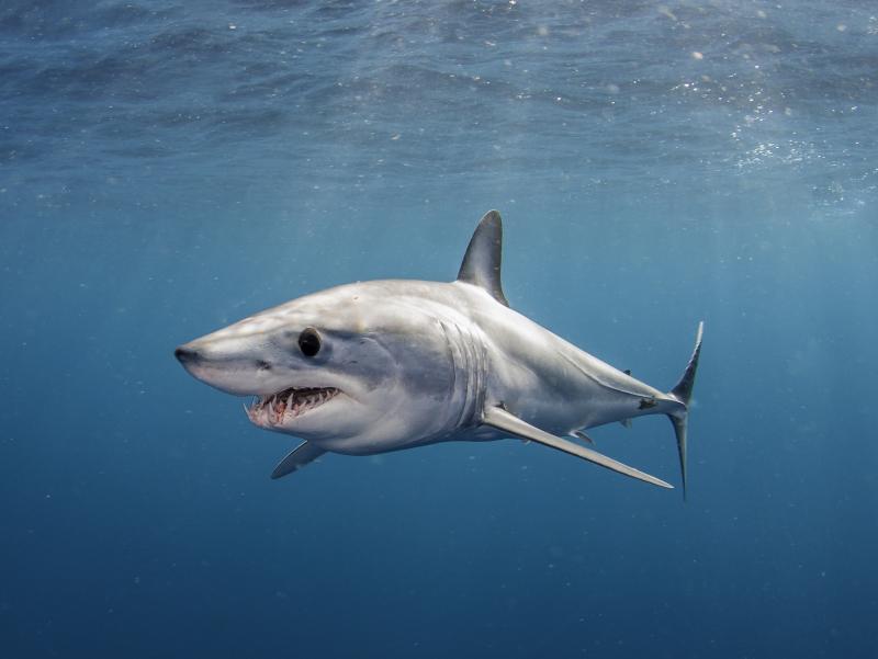 Cá mập Mako - Mako shark