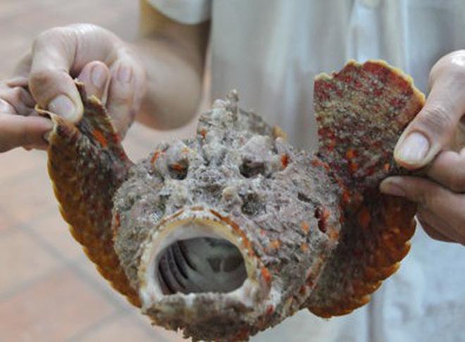 Cá mặt quỷ