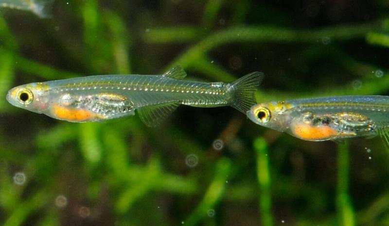 Cá ngựa vằn sọc xanh