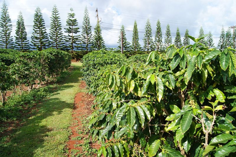 Cà phê Kona