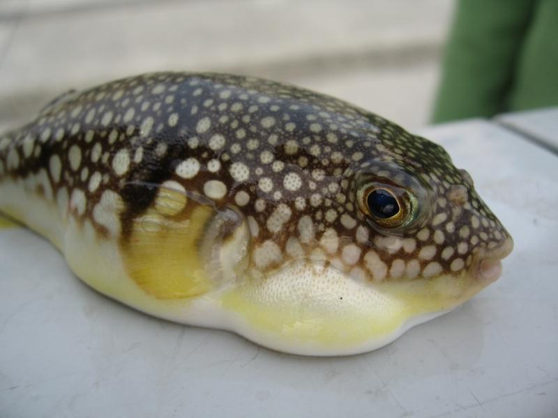 Cá Puffer