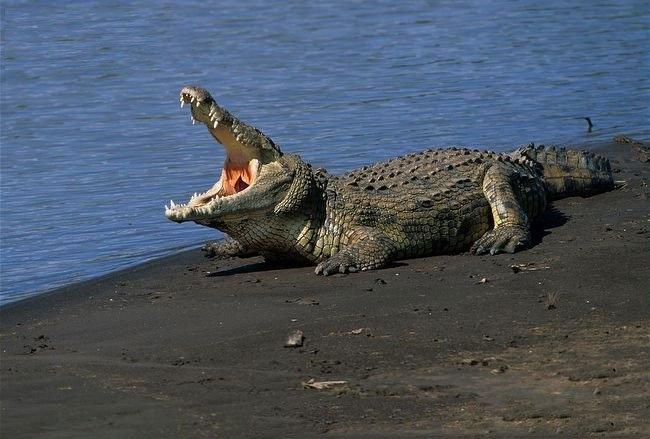 Cá sấu