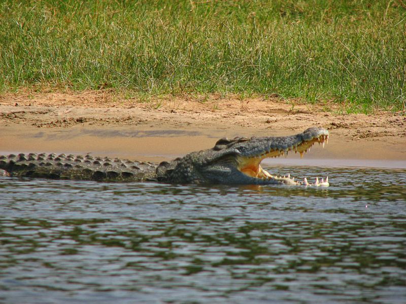 Cá sấu sông Nile