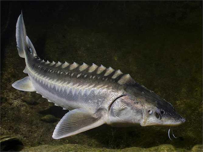 Cá tầm Beluga