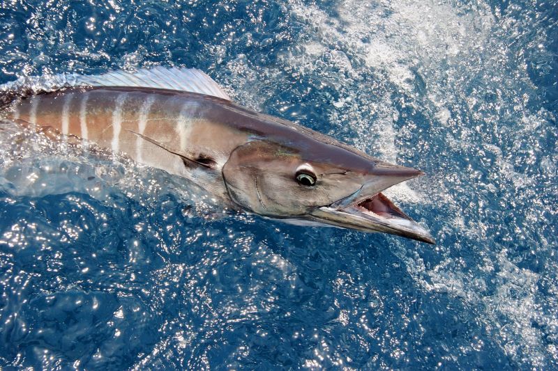 Cá thu - Wahoo
