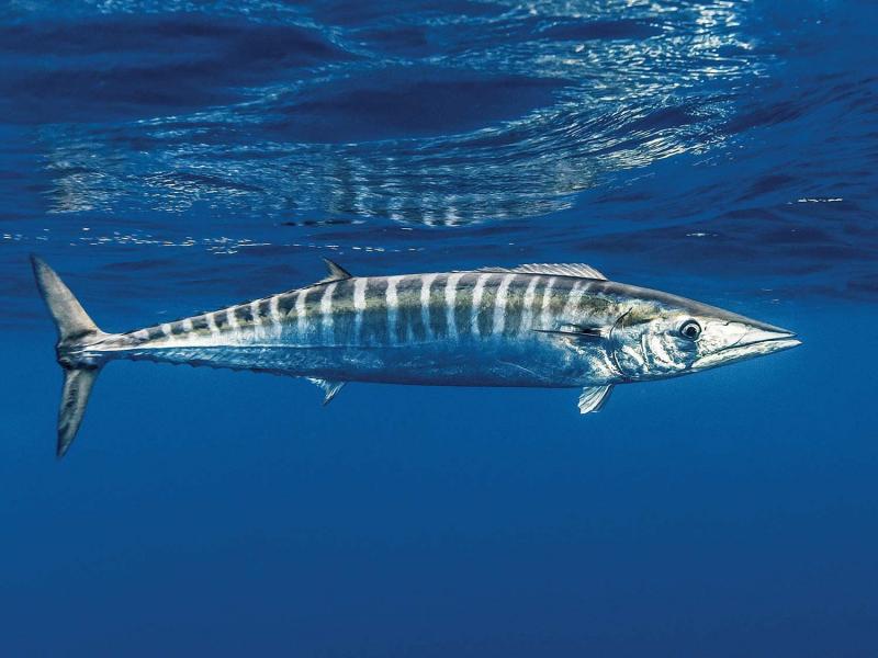 Cá thu - Wahoo