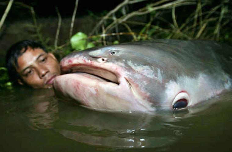 Một chú cá tra dầu khổng lồ sông Mekong