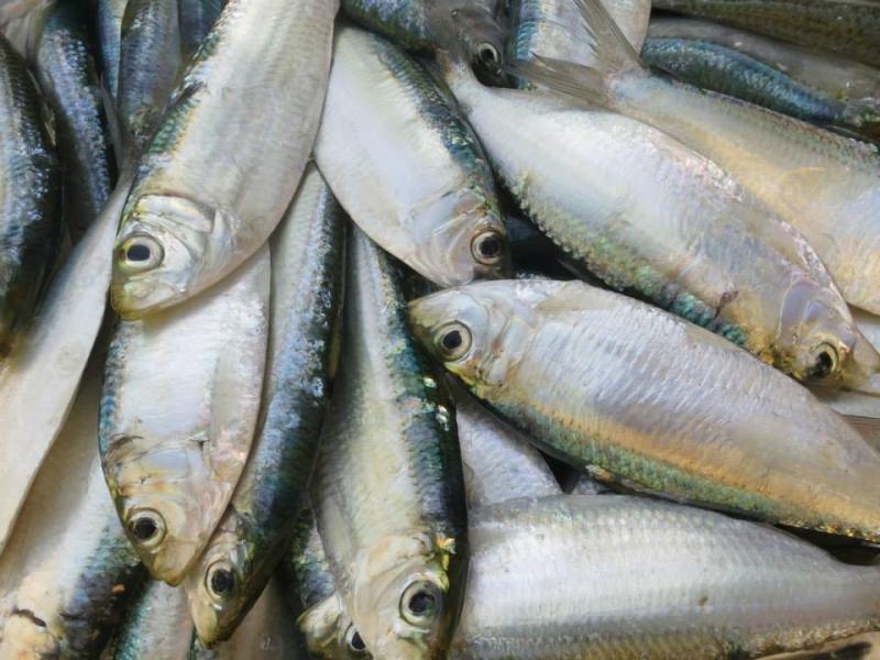 Cá trích giàu chất béo omega-3