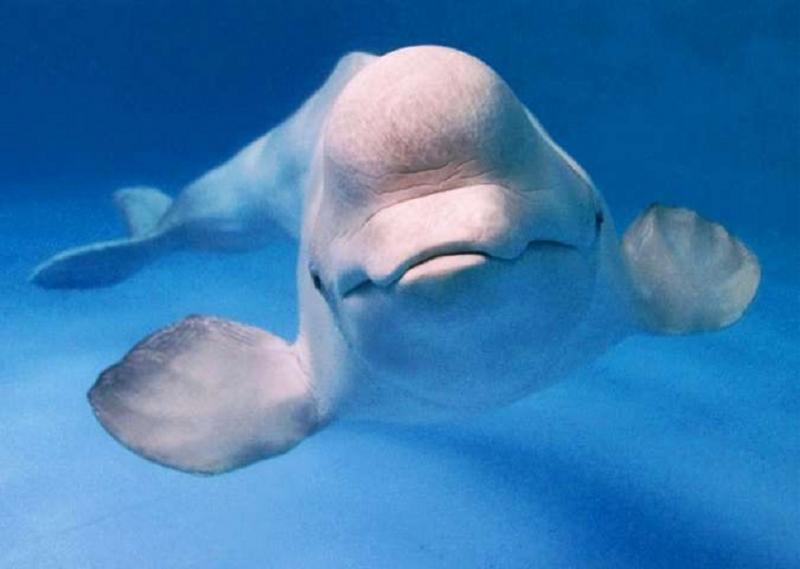 Cá voi Beluga