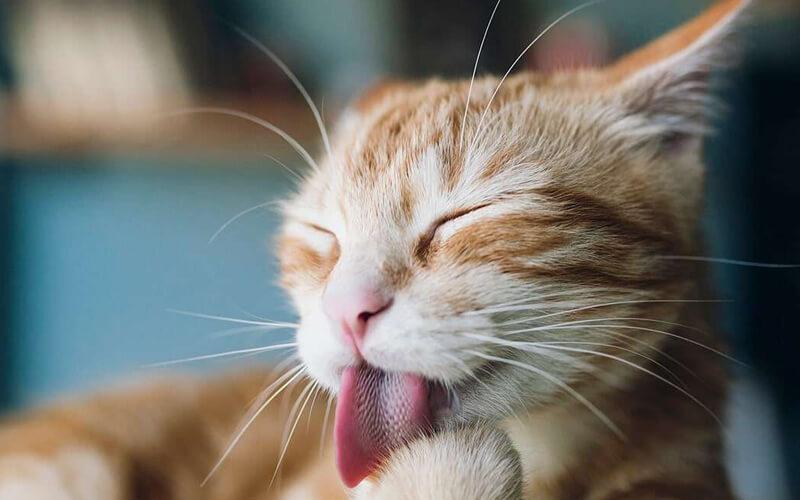 Các giác quan nhạy bén
