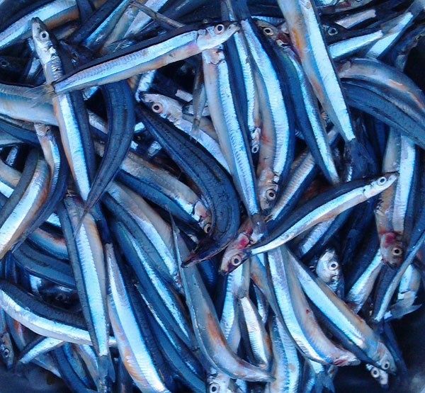 Người bị bệnh gout không nên ăn hải sản