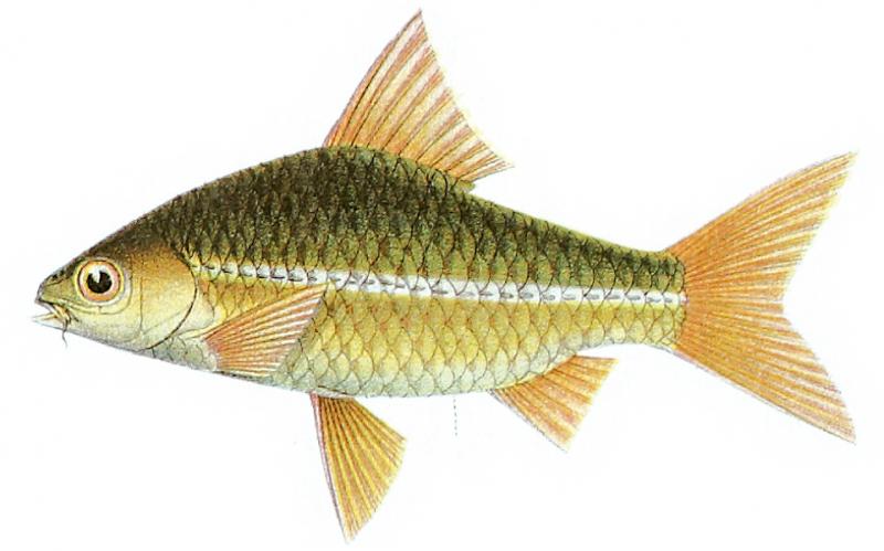 Cá rầm đất