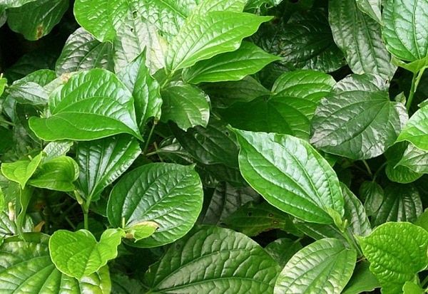 chữa trị bệnh tổ đỉa bằng lá lốt