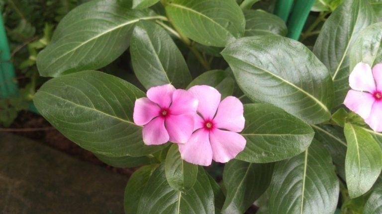 Cách chữa cao huyết áp bằng cây dừa cạn