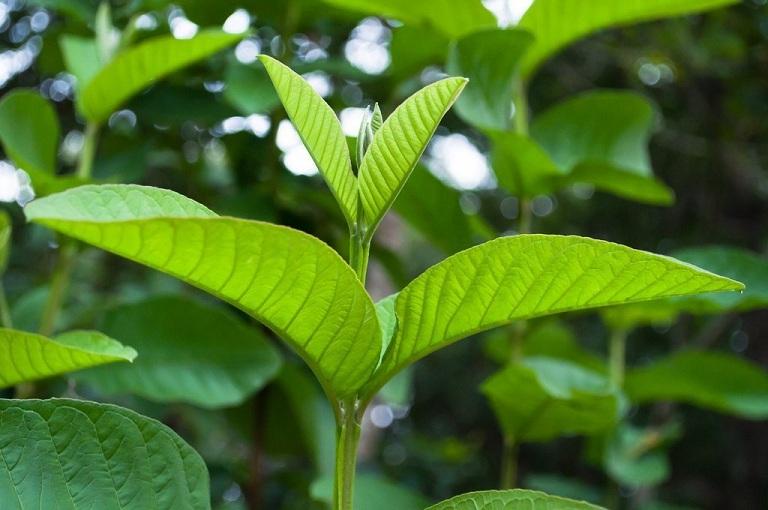 Trị rụng tóc bằng lá ổi