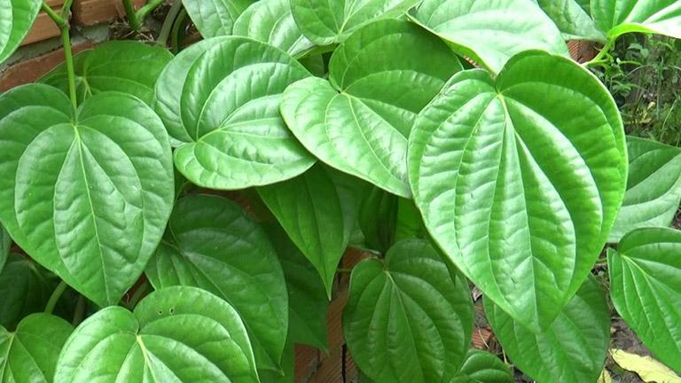 Cách chữa đau mắt đỏ bằng lá trầu không