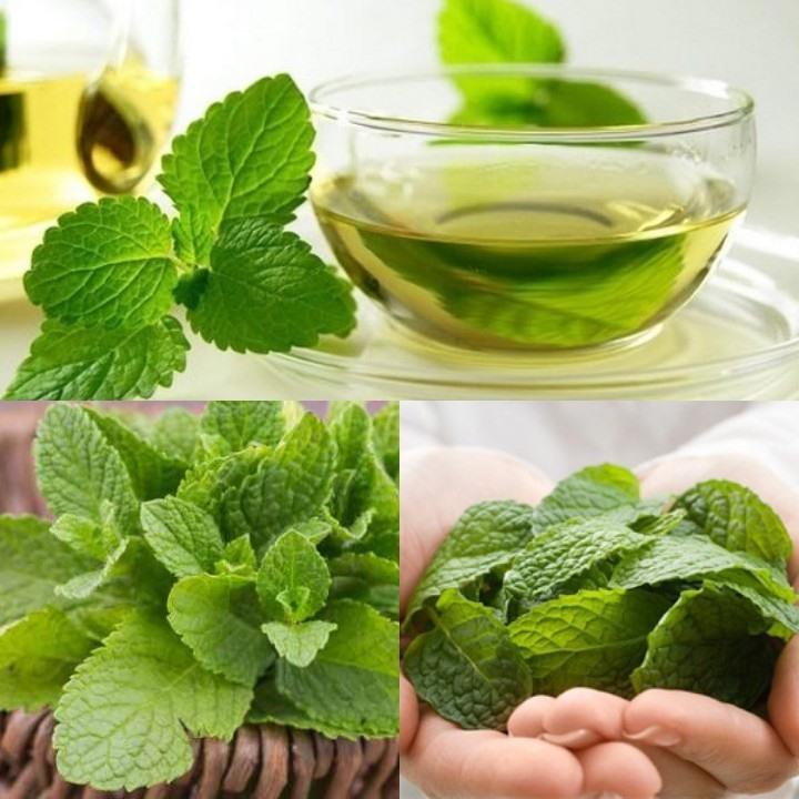 Súc miệng hàng ngày với nước lá bạc hà  giúp đầy lùi tình trạng đau răng