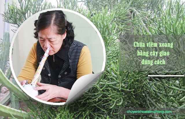 Chữa viêm xoang bằng cây giao