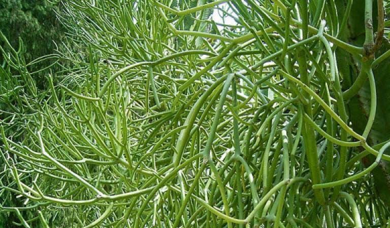 Cách dùng cây giao điều trị bệnh viêm xoang