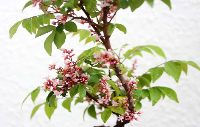 Mẹo dân gian chữa mề đay da vẽ nổi