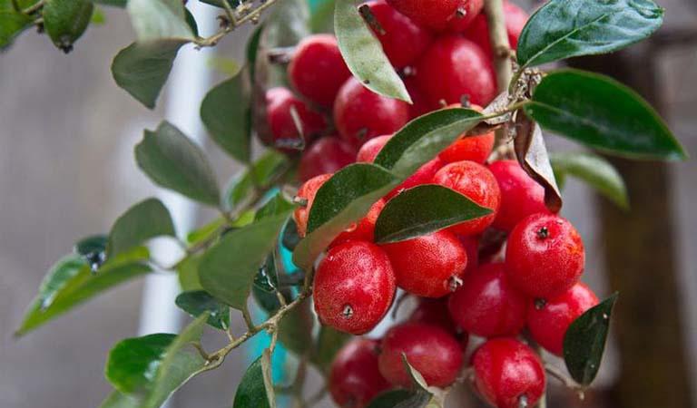 Cách điều trị viêm xoang bằng cây nhót