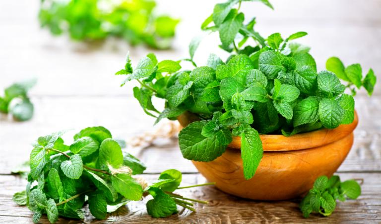 Nếu bị ho, bạn có thể dùng lá bạc hà để điều trị vì mang lại hiệu quả rất cao.