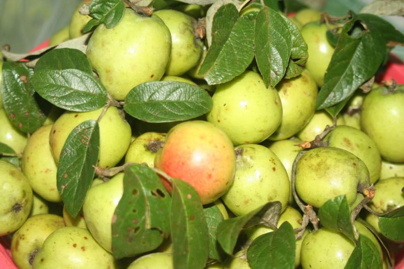 Cách giảm cân bằng giấm táo mèo