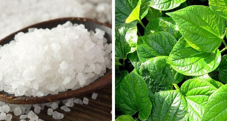 Lá lốt và muối hột