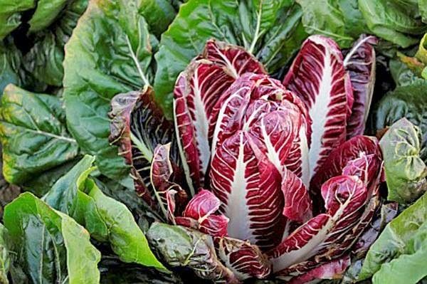 Cải thảo đỏ là thực phẩm lý tưởng cho việc ăn kiêng